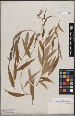 Foto von Salix babylonica L.